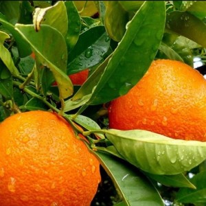 Апельсин Королек