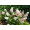 Саженец гортензии метельчатой Конфетти (Confetti): фото и описание