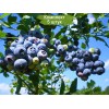 Саженцы голубики Блю Рей (Blue Ray) -  5 шт.: фото и описание