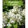 Саженцы гортензии метельчатой Левана (Levana) -  5 шт.: фото и описание