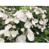 Саженцы гортензии ампельной Сбежавшая Невеста / Белоснежка (Runaway Bride) -  5 шт.: фото и описание