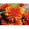 Саженцы хризантемы мультифлора Арес Бронз  (Ares Bronz) (Оранжевая ) -  5 шт.: фото и описание