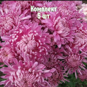 Комплект 5шт / Хризантема Индус