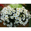 Саженцы хризантемы мультифлора Верано Джей (Verano Jay) (Белая ) -  5 шт.: фото и описание
