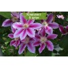 Саженцы клематиса Доктор Рупель (Dr. Ruppel) -  5 шт.: фото и описание