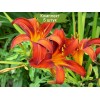 Саженцы лилейника Сэмми Расселл (Sammy Russell ) -  5 шт.: фото и описание