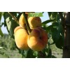 Саженцы персика колоновидного Инжирный -  5 шт.: фото и описание