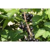 Саженцы черной смородины Сахарная -  5 шт.: фото и описание
