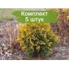 Туя Глобоза Ауреа -  5 шт.: фото и описание