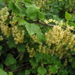 Смородина Виксне (белая)