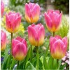 Срезка Луковица Тюльпанаов на 8 марта оптом Луковица Тюльпана Том Поус (Tom Pouce): фото и описание