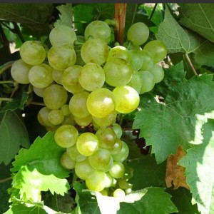 Виноград Галан